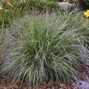 Схизахириум метельчатый Schizachyrium Twilight Zone