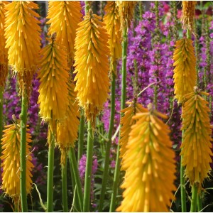 Книфофия Kniphofia Lemon Popsicle