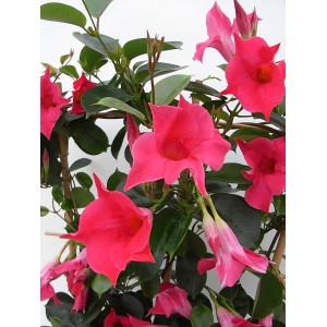 Диплодения Sundaville Pink