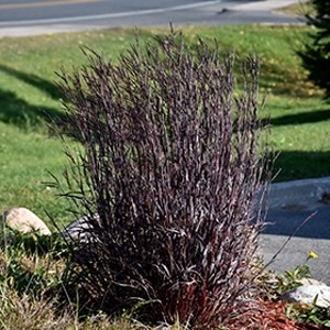Andropogon gerardii Blackhawks