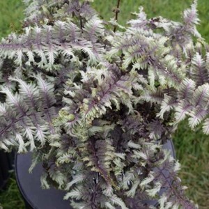 Папоротник Athyrium niponicum Crested Surf