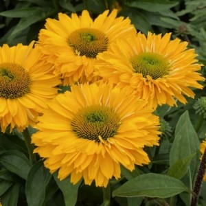 Эхинацея Ехінацея Echinacea SunSeekers Golden Sun