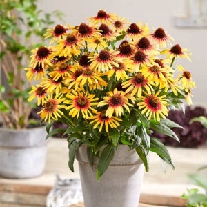 Эхинацея Сансикерс Текила Санрайз   Echinacea Sunseeker Tequila Sunrise