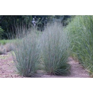 Схизахириум метельчатый Блу Хевен - Schizachyrium scoparium Blue Heaven