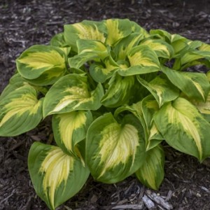 Hosta Хоста Shadowland Etched Glass