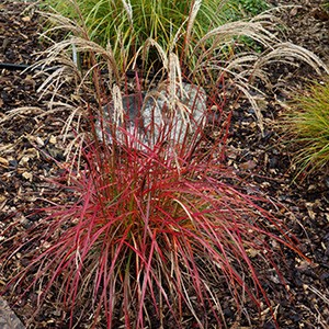 Мискантус Miscanthus Ruby Cute