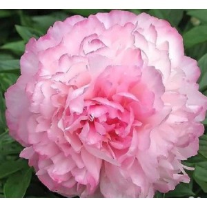 Пион Paeonia Joker