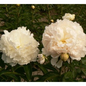 Пион Paeonia Brother Chuck