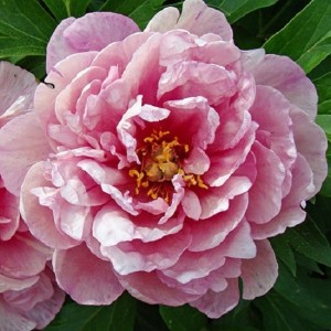 Paeonia Itoh Pink Double Dandy