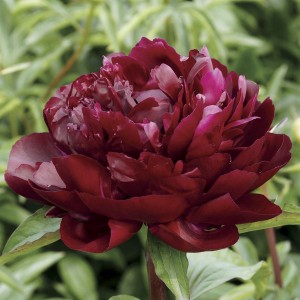 Пион Paeonia Armani