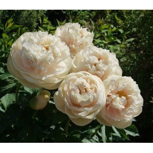 Пион Paeonia Pastelegance