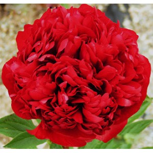 Пион Paeonia Christmas Velvet