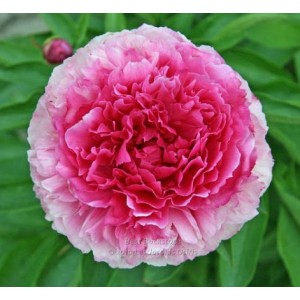 Пион Paeonia Bess Bockstoce Пион Paeonia Bess Bockstoce