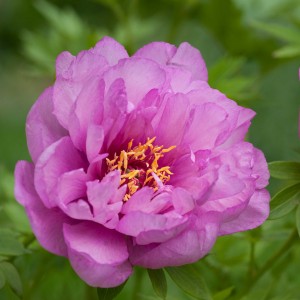 Paeonia Itoh First Arrival