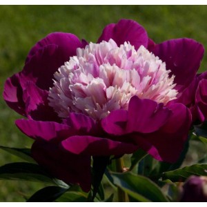 Пион Paeonia White Cap
