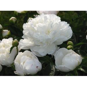 Пион Paeonia Amalia Olson Пион Paeonia Amalia Olson
