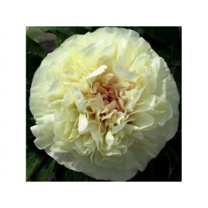 Пион Paeonia Blonde Vision