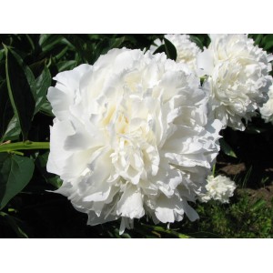 Пион Paeonia A.E.Kunderd