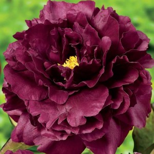 Пион Paeonia Black Beauty