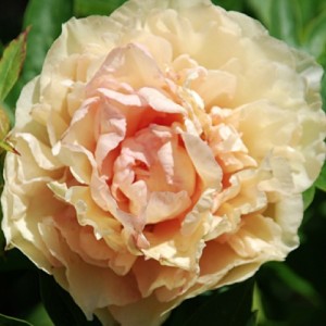 Paeonia Itoh Canary Brilliants