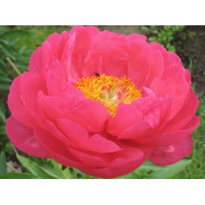 Пион Paeonia Cytherea