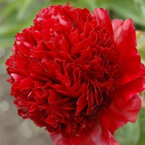 Пион Paeonia Command Performance