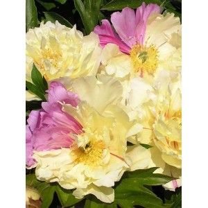 Paeonia Itoh Lemon Dream