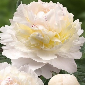 Пион Paeonia Avalanche