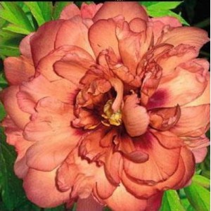 Paeonia Itoh Copper Kettle