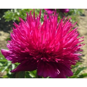 Пион Paeonia Red Spider