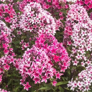 Флокс Phlox Palmyra