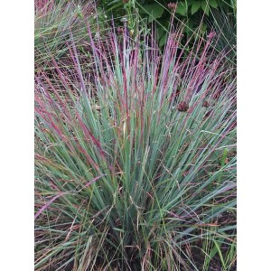 Схизахириум метельчатый Schizachyrium Standing Ovation Схизахириум метельчатый Schizachyrium Standing Ovation