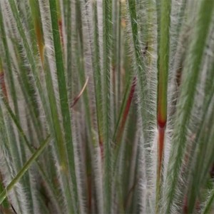 Схизахириум Schizachyrium Ha Ha Tonka