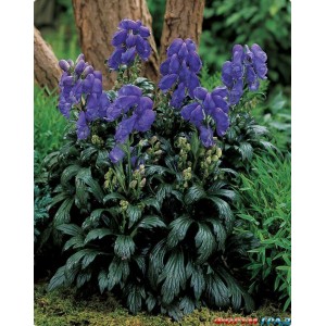 Аконит Aconitum fischeri
