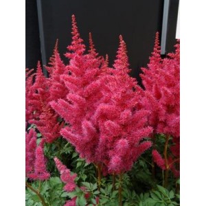 Астильба Astilbe Mighty Red Quin