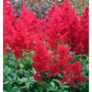 Астильба Astilbe Montgomery Астильба Astilbe Montgomery