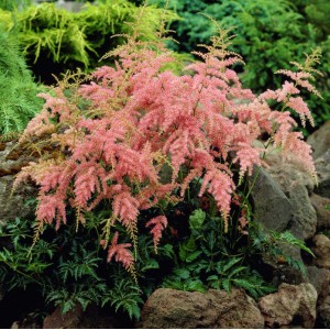 Астильба Astilbe Straussenfeder