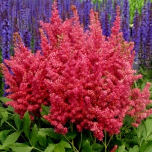 Астильба Astilbe Fireberry Астильба Astilbe Fireberry