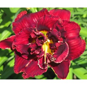 Double Red Royal