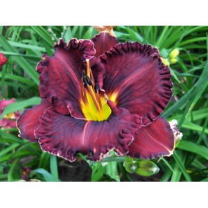 Purplelicious