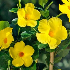 Диплодения Sundevilla Diamantina Opale Citrine