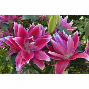 Лілія східна махрова Roselily Doria 18/20 Лілія східна махрова Roselily Doria 18/20