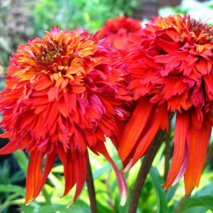 Эхинацея Echinacea Hot Papaya