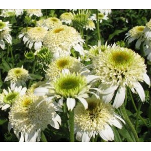 Эхинацея Echinacea White Double Delight