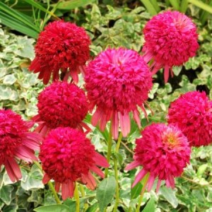 Эхинацея Echinacea Cranberry Cupcake