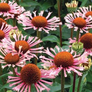 Эхинацея Echinacea Quills and Thrills