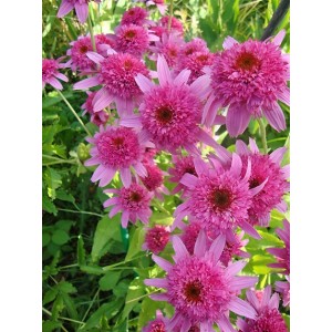 Эхинацея Echinacea Razzmatazz