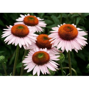 Эхинацея Echinacea Hope