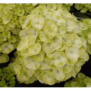 Гортензия Hydrangea Caipirinha