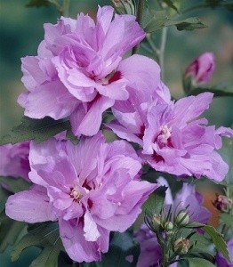 Ardens